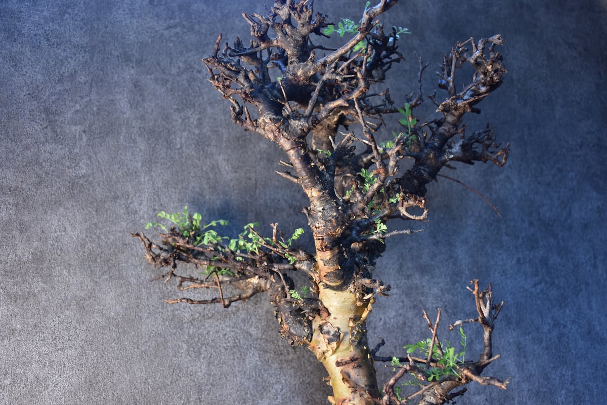 Commiphora pinnate leaves コミフォラ ピンネイトリーブス 発根済現地