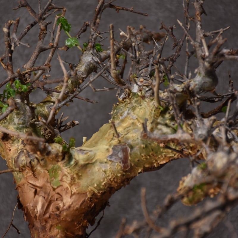Commiphora cyclophira コミフォラ シクロフィラ 発根済現地株