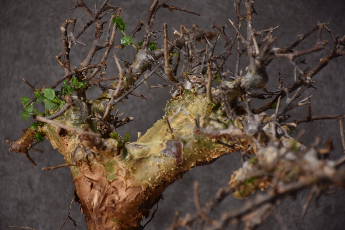 コミフォラ・シクロフィラ（現地株、ベアルート） Commiphora Cyclophylla コミフォラ シクロフィラ 発根済現地株 A1 |