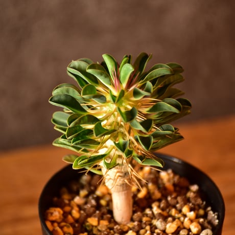 Euphorbia guillauminiana　ユーフォルビア　ギラウミニアナ　実生株 #3