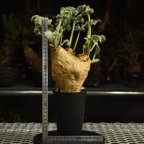 Cyphostemma uter var. macropus　キフォステンマ ウター マクロプス 発根済現地株 I54