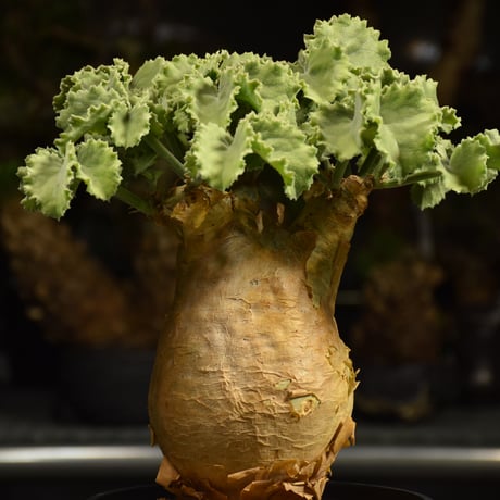 Cyphostemma uter var. macropus　キフォステンマ ウター マクロプス 発根済現地株 I55