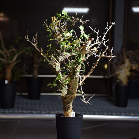Commiphora campestris var. campestris コミフォラ カンペストリス 発根済現地株 B1