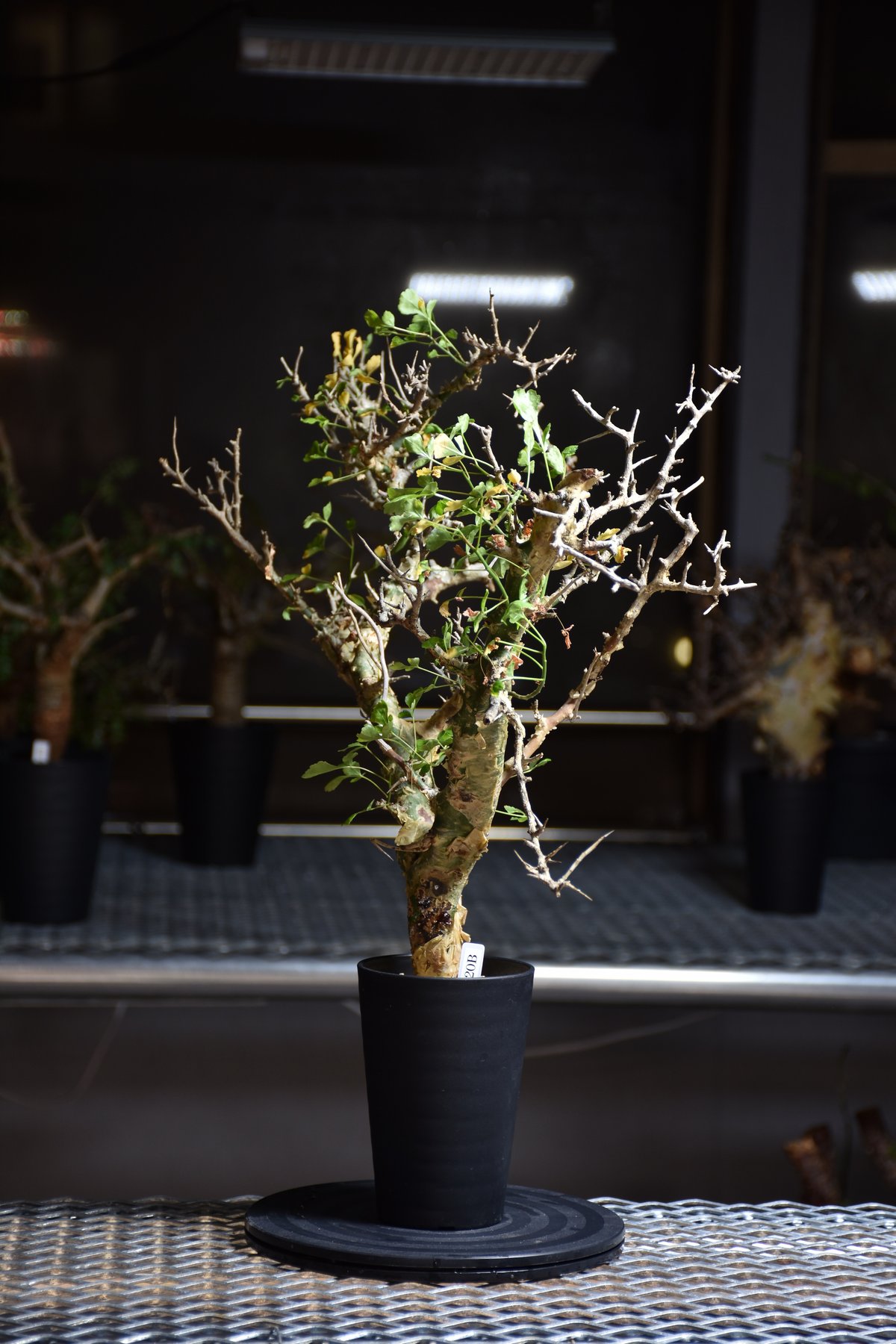 Commiphora campestris var. campestris コミフォラ カンペ