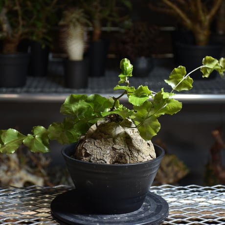 Dioscorea elephantipes ディオスコレア エレファンティペス アフリカ亀甲竜 発根済現地株 3