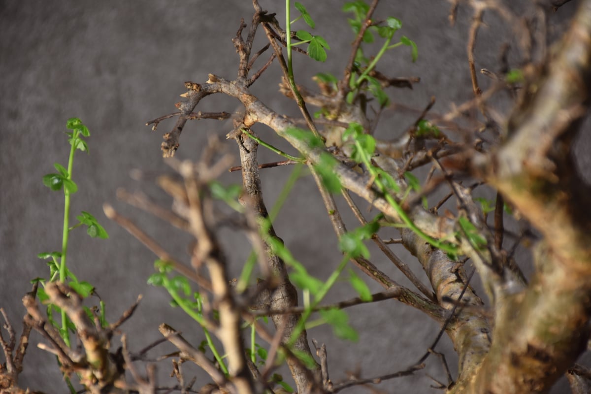 ま*ぁ様 特大 コミフォラ シクロフィラ Commiphora Cyclophy Commiphora Cyclophylla」 From Somalia🇸🇴 Before→After 流通