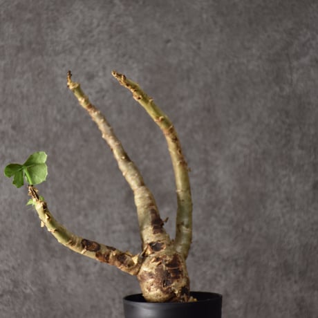 ヤトロファスピカータ | STORES