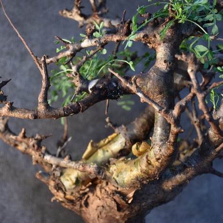 Commiphora pinnate leaves　コミフォラ ピンネイトリーブス　発根済現地株　#1