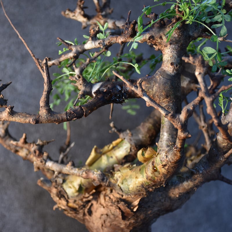 Commiphora pinnate leaves コミフォラ ピンネイトリーブス 発根