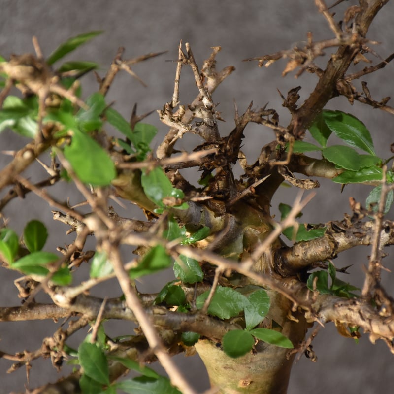Commiphora habessinica コミフォラ ハベシニカ 発根済現地株 #2