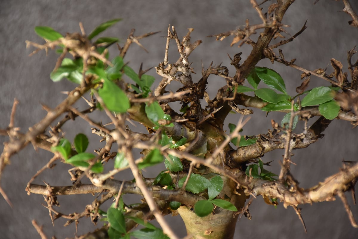 Commiphora habessinica コミフォラ ハベシニカ 発根済現地株 #2 | ...