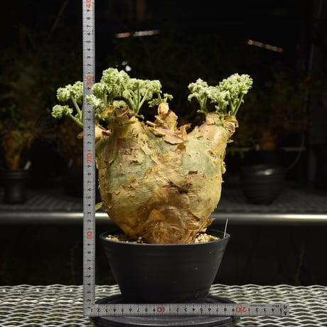 Cyphostemma uter var. macropus　キフォステンマ ウター マクロプス 発根済現地株 H2