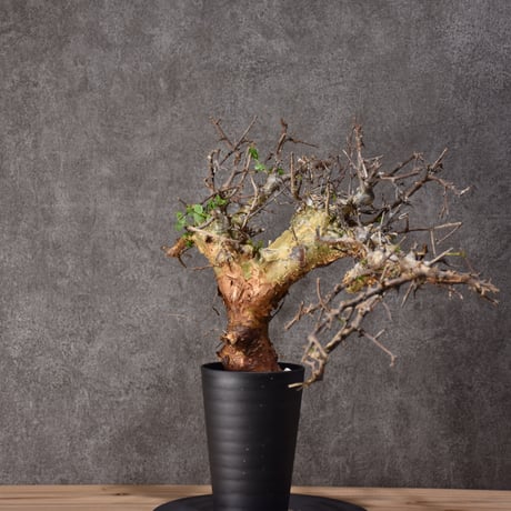 Commiphora cyclophira コミフォラ シクロフィラ 発根済現地株 #2