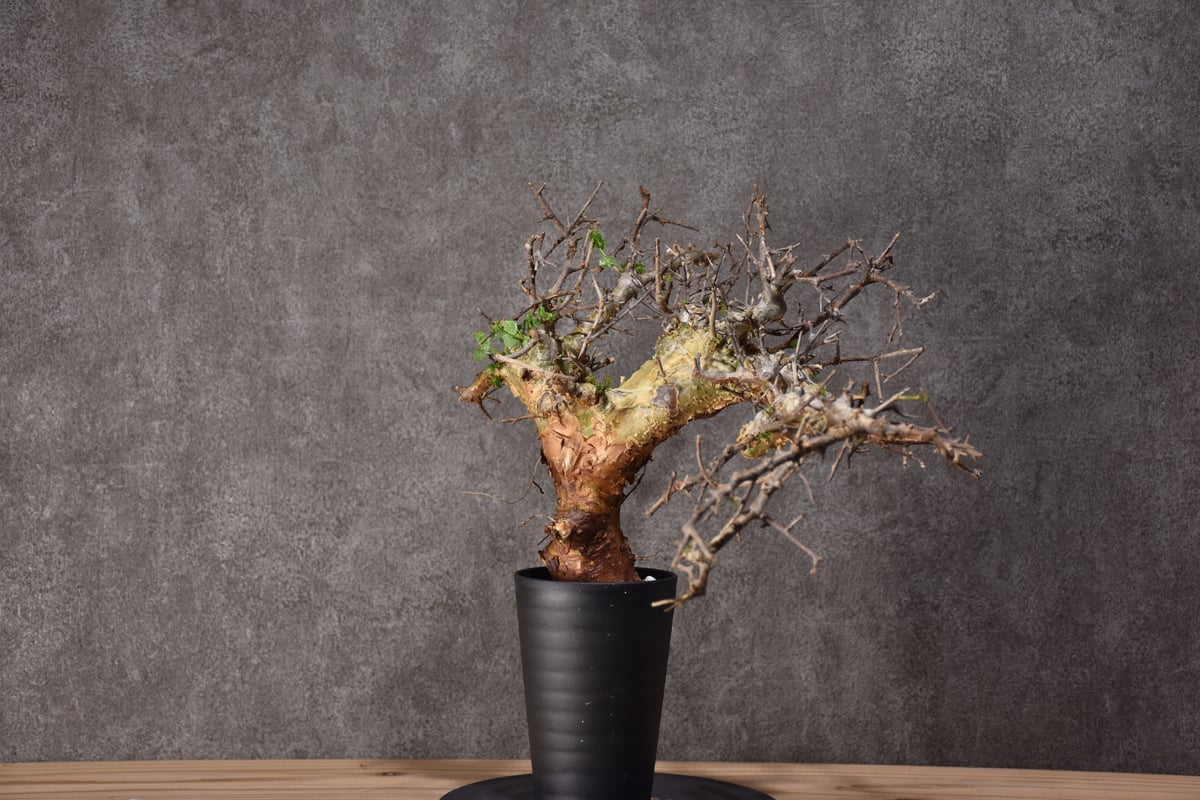 Commiphora cyclophira コミフォラ シクロフィラ 発根済現地株 #2 |