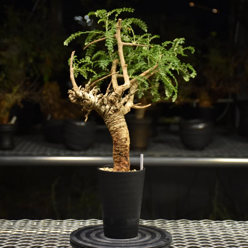 まさし　最終値下げ！ボスウェリア　ネグレクタ　灌木　現地株 まさし様専用 最終値下げ！ボスウェリア ネグレクタ 灌木 現地株