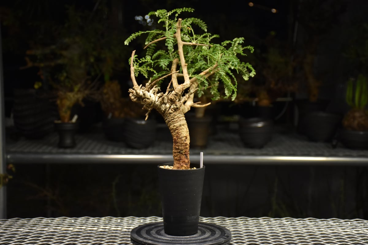 Boswellia neglecta ボスウェリア ネグレクタ 発根済現地株 H17