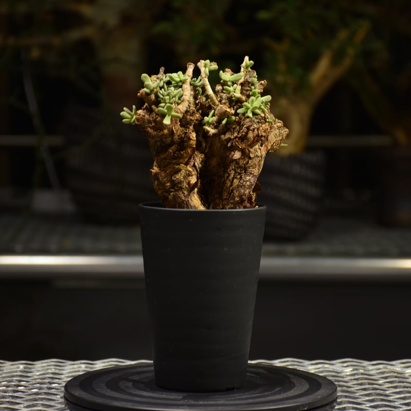 Ceraria pygmaea ケラリア ピグマエア 発根済現地株 F2 | BONDEX