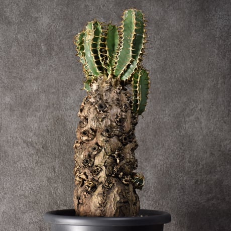 Euphorbia mlanjeana　ユーフォルビア ムランジーナ 発根済現地株 #3
