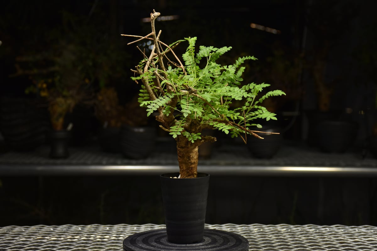 Boswellia neglecta ボスウェリア ネグレクタ 発根済現地株 H10 | BO