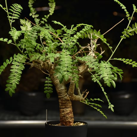 Boswellia neglecta　ボスウェリア ネグレクタ　発根済現地株　H12