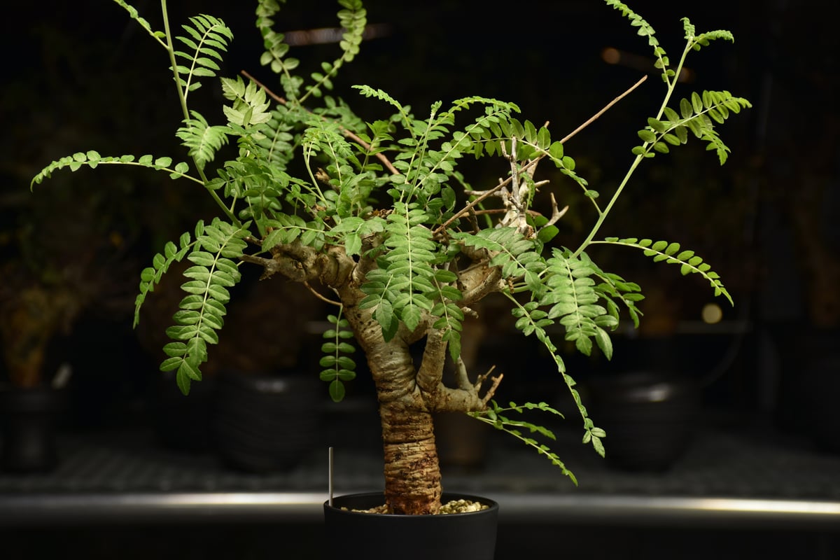 H*E様 ボスウェリア・ネグレクタ Boswellia neglecta 発根済 Boswellia neglecta ボスウェリア ネグレクタ 発根済現地株 H12 | BO