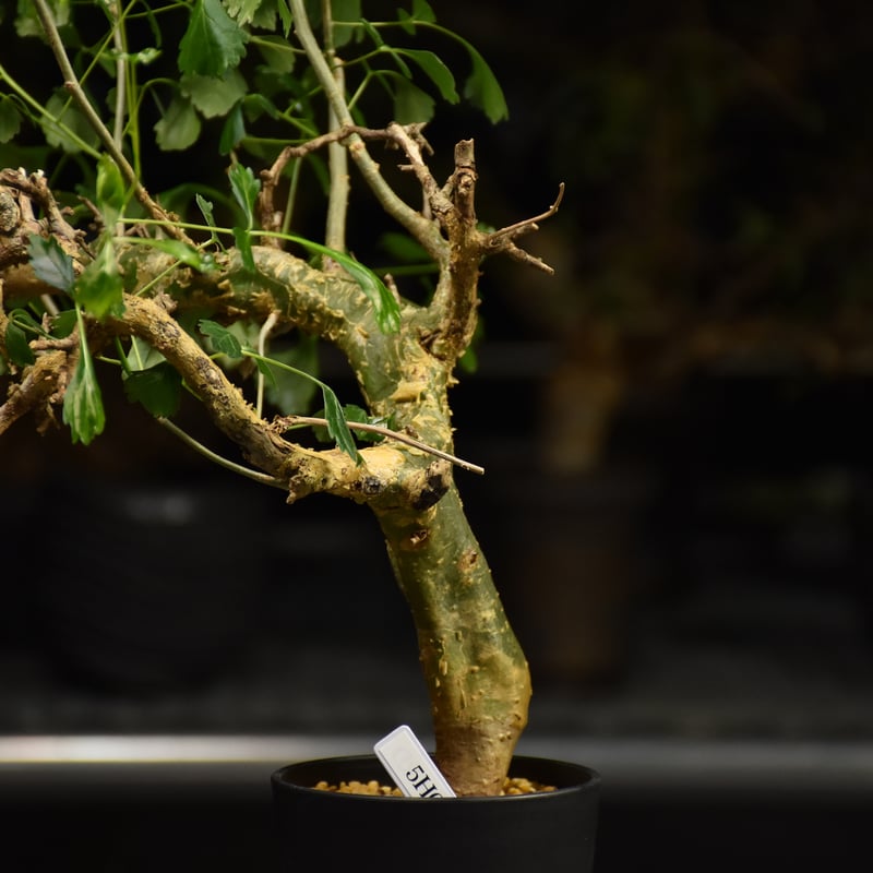 n*o様 特大 コミフォラ カンペストリス Commiphora Campest Commiphora campestris コミフォラ カンペストリス 発根済現地株