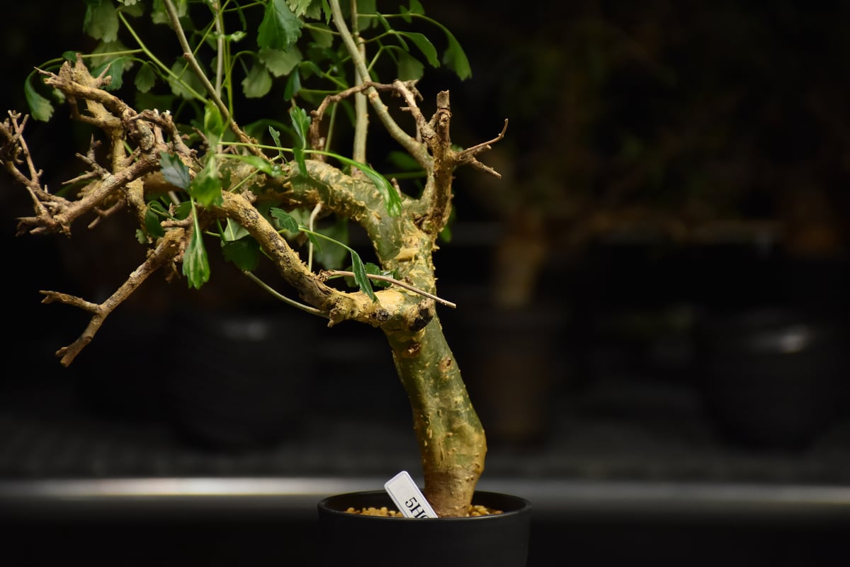 Commiphora campestris コミフォラ カンペストリス 発根済現地株