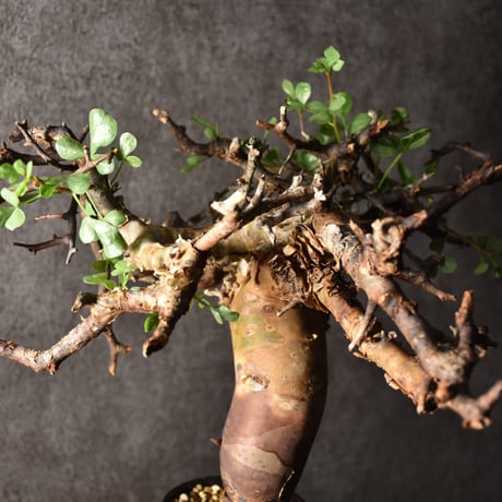 Commiphora kataf pure コミフォラ ピュアカタフ 発根済現地株 3 ソマリア産