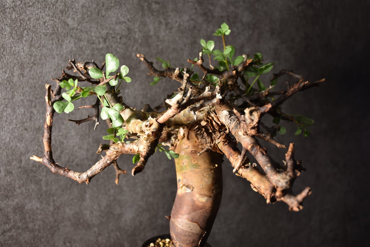 Commiphora kataf pure コミフォラ ピュアカタフ 発根済現地株 3 Commiphora kataf pure コミフォラ ピュアカタフ 発根済現地株 3