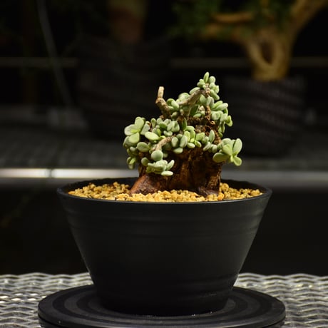 Ceraria pygmaea　ケラリア ピグマエア 発根済現地株 E1