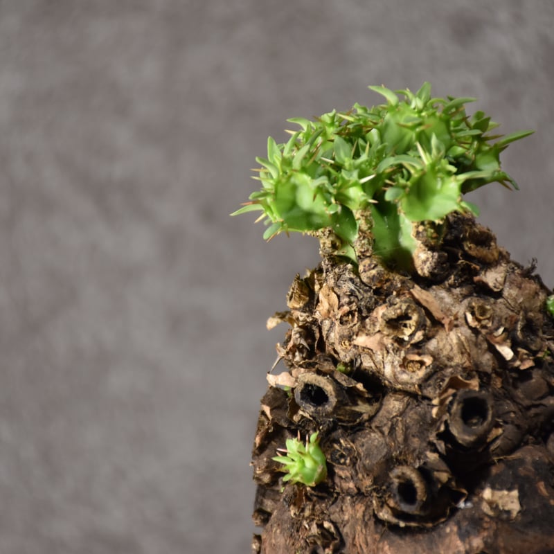 Euphorbia mlanjeana ユーフォルビア ムランジーナ 発根済現地株