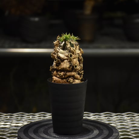 Euphorbia mlanjeana　ユーフォルビア ムランジーナ 発根済現地株 I31