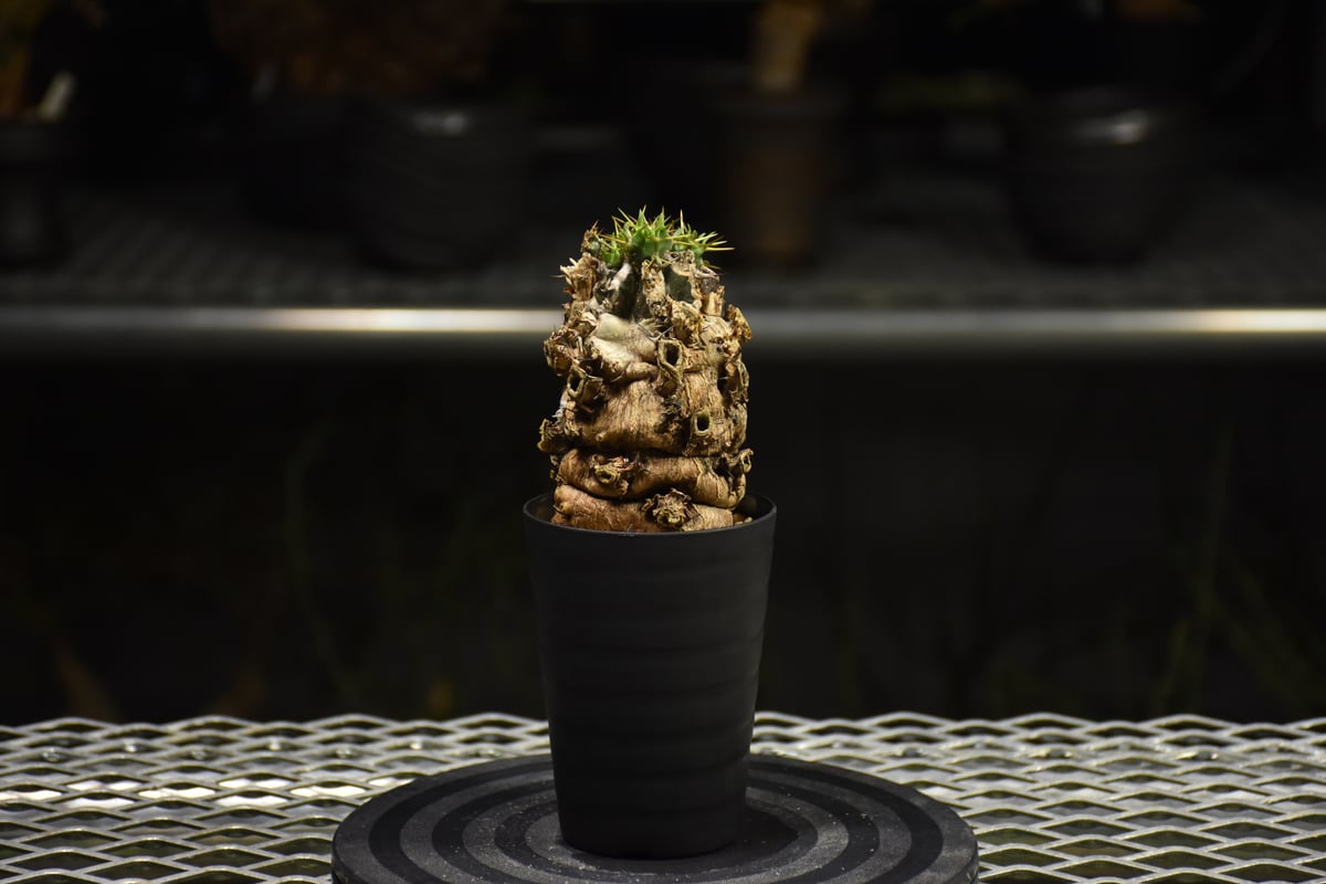 ムランジーナ発根済みです！ fit=scale-down,w=1200