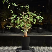 Othonna euphorbioides オトンナ ユーフォルビオイデス 発根済現地株 #1