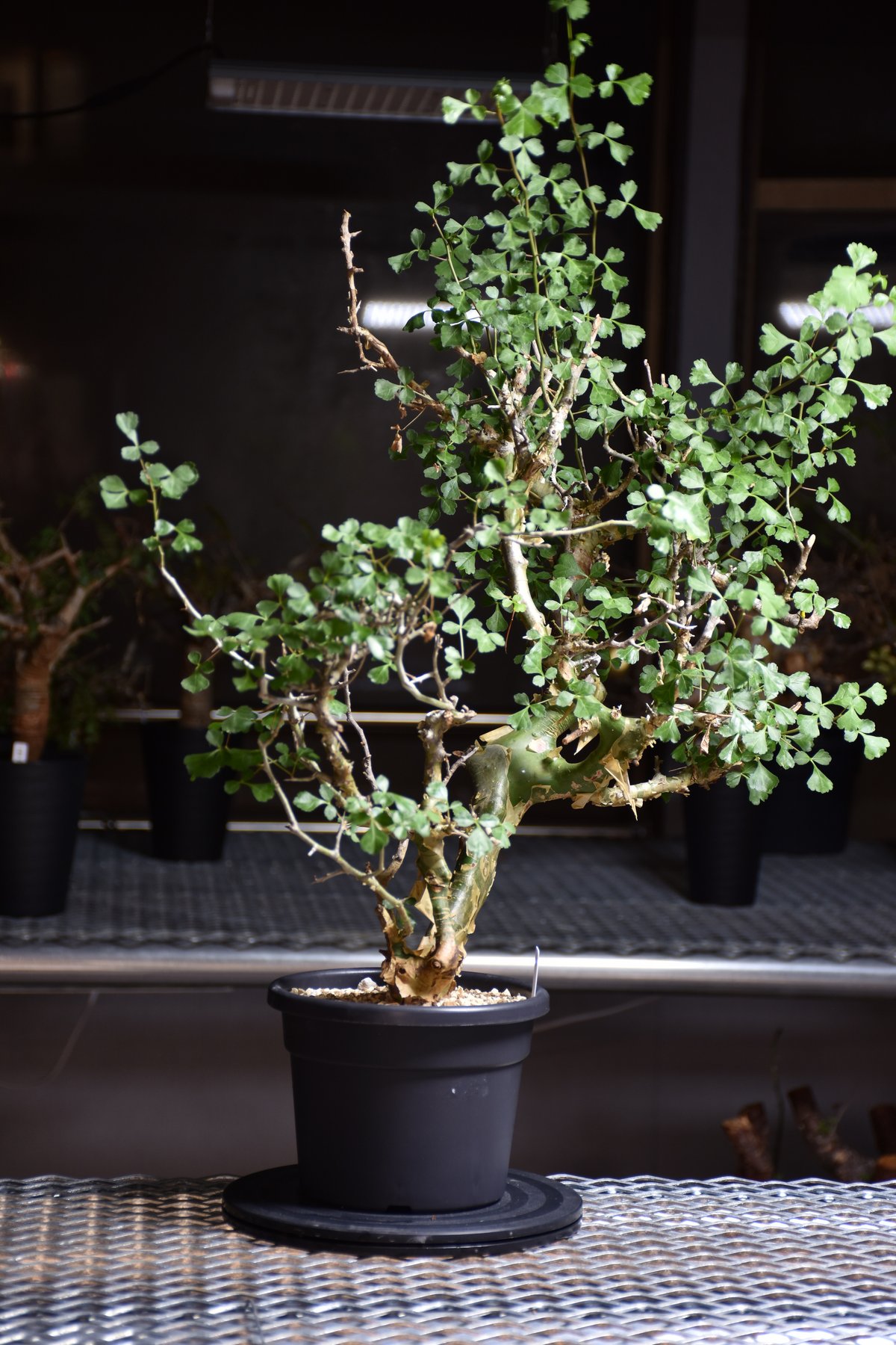 Commiphora campestris var. campestris コミフォラ カンペ