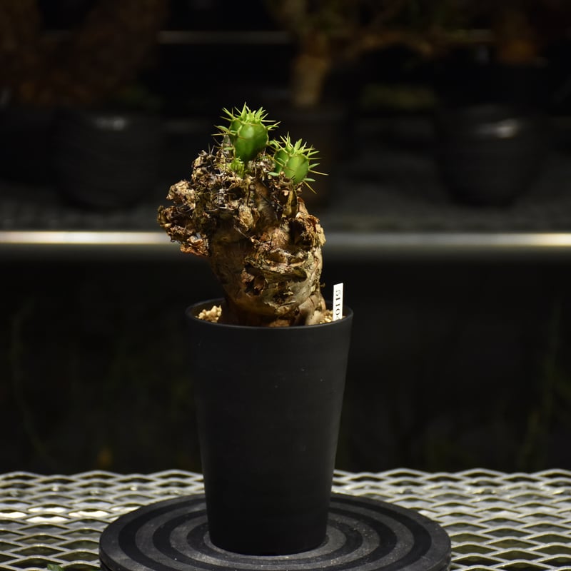 Euphorbia mlanjeana ユーフォルビア ムランジーナ 発根済現地株 I38 |