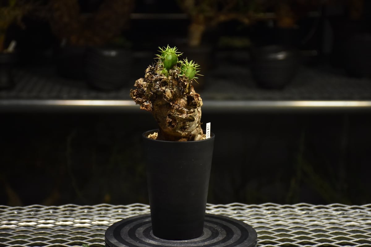 Euphorbia mlanjeana ユーフォルビア ムランジーナ 発根済現地株 I38 |