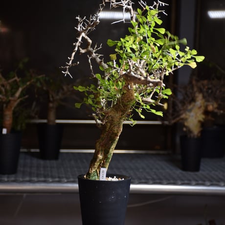 Commiphora campestris var. campestris コミフォラ カンペストリス 発根済現地株 B4