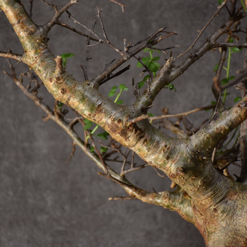 Commiphora cyclophira コミフォラ シクロフィラ 発根済現地株 #1 |