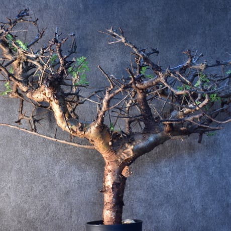 Commiphora pinnate leaves　コミフォラ ピンネイトリーブス　発根済現地株　#3