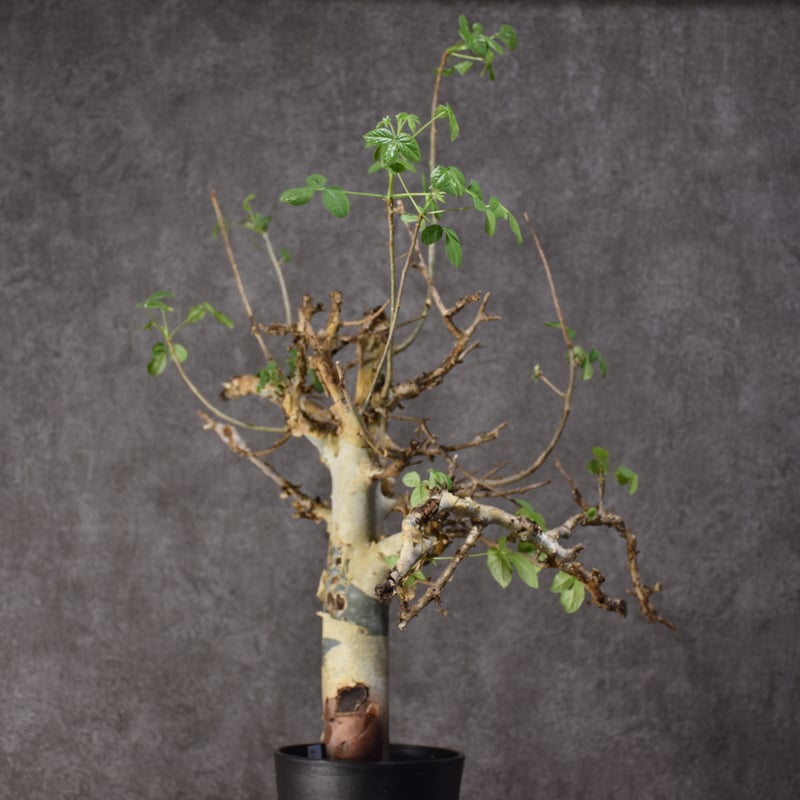 コミフォラ ハベシニカ 発根済現地株