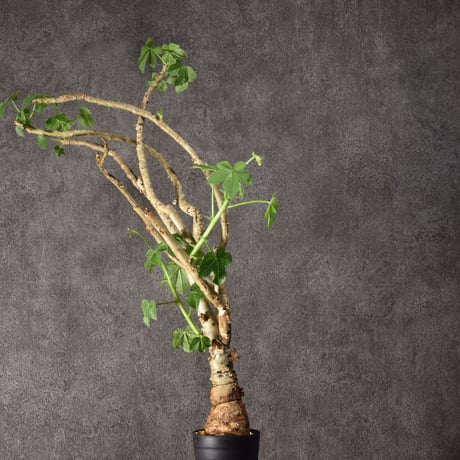 Jatropha spicata ヤトロファ スピカータ 発根済現地株 #5