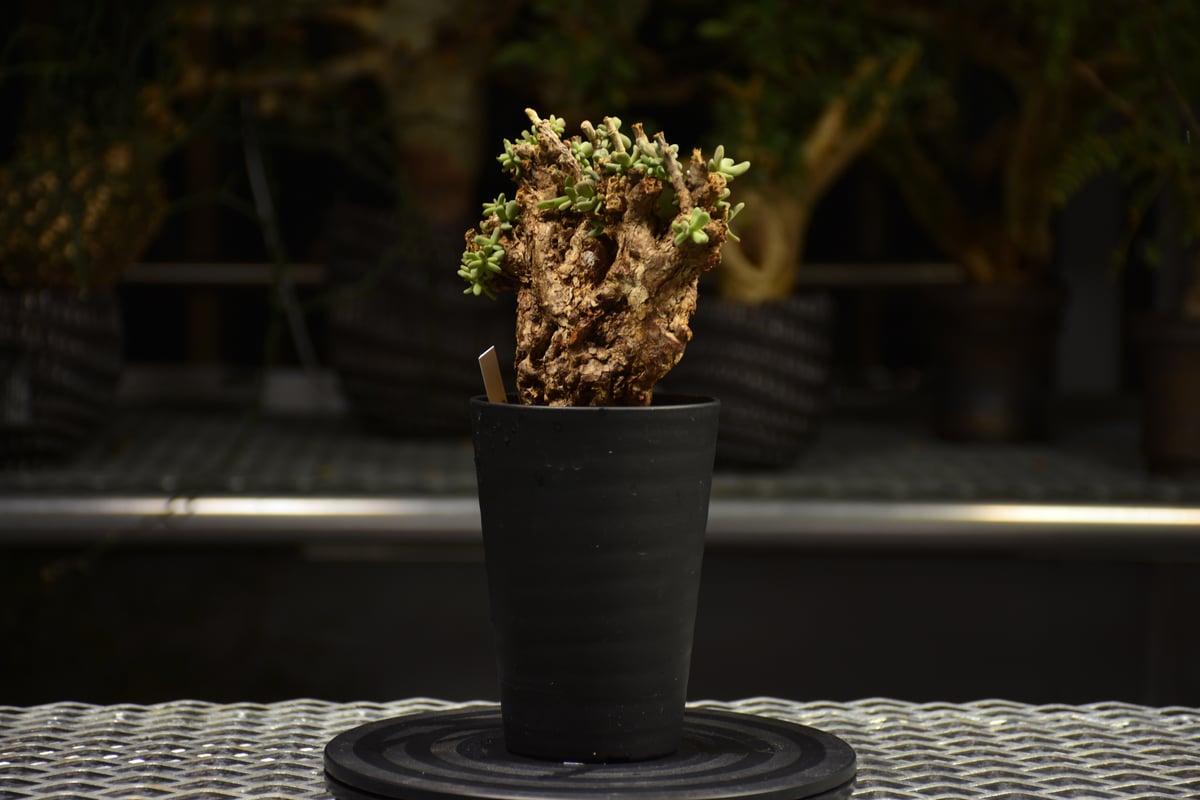 Ceraria pygmaea ケラリア ピグマエア 発根済現地株 F2 | BONDEX