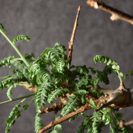 Boswellia neglecta　ボスウェリア ネグレクタ　発根済現地株　#1