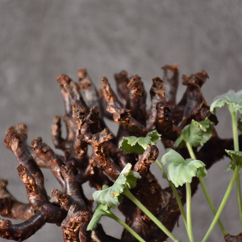 Pelargonium mirabile ペラルゴニウム ミラビレ 発根済現地株 #2 | B