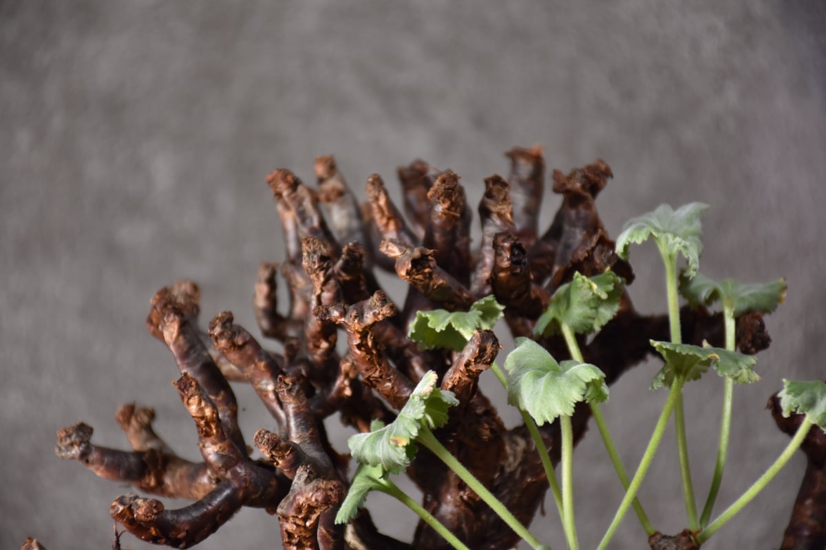 Pelargonium mirabile ペラルゴニウム ミラビレ 発根済現地株 #2 Pelargonium mirabile ペラルゴニウム ミラビレ 発根済現地株 #2