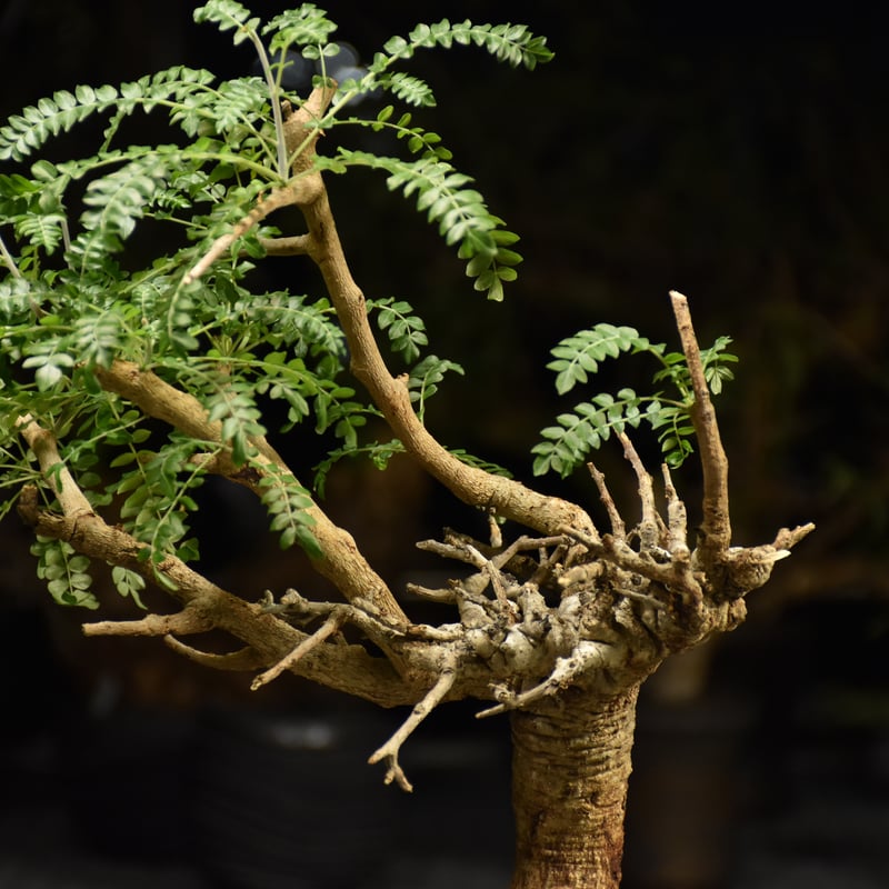 【現地株】ボスウェリア ネグレクタ 【発根済】 Boswellia neglecta ボスウェリア ネグレクタ 発根済現地株 H13