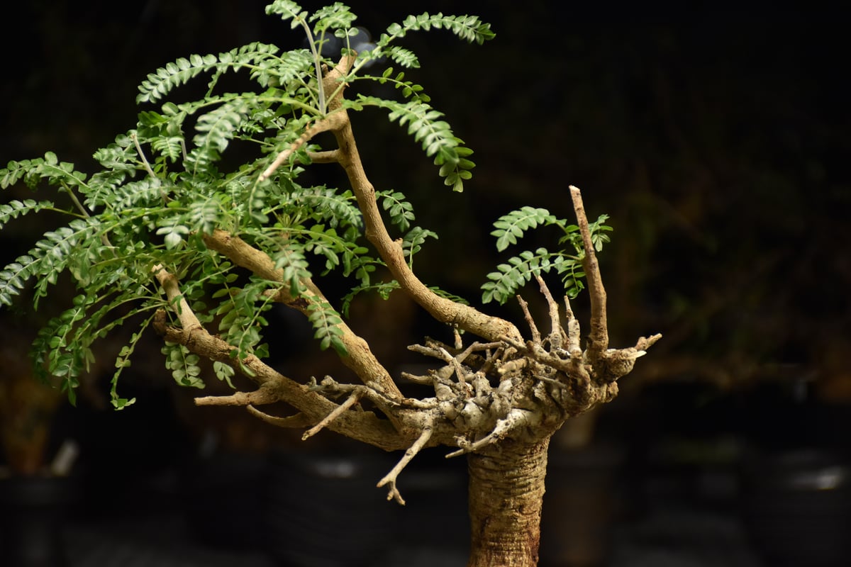 Boswellia neglecta ボスウェリア ネグレクタ 発根済現地株 H17