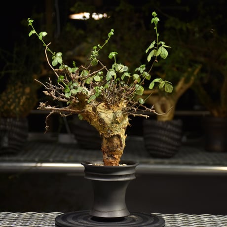 Commiphora Cyclophylla　コミフォラ シクロフィラ　発根済現地株　A1