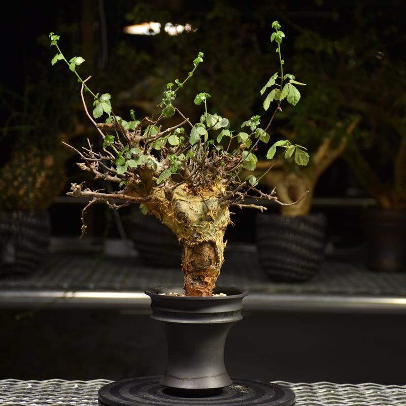 Commiphora Cyclophylla コミフォラ シクロフィラ 発根済現地株